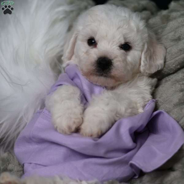 Joyce, Bichon Frise Puppy